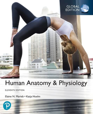 Учебник Human Anatomy & Physiology, Global Edition