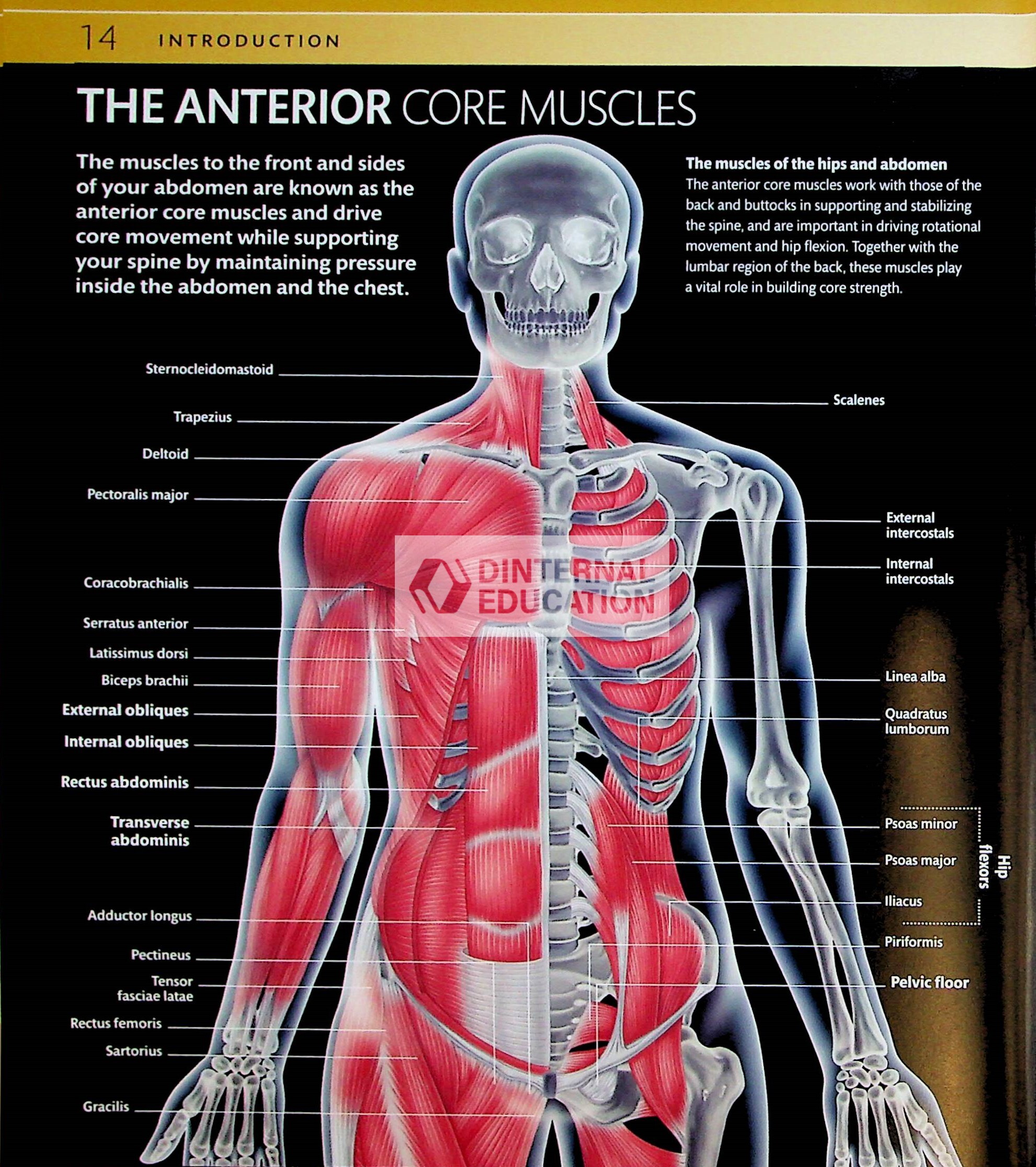 Core Strength Training DK 2013 Health & Lifestyle in English